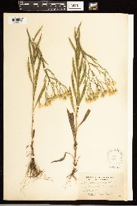 Solidago ptarmicoides image