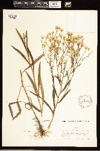 Solidago ptarmicoides image