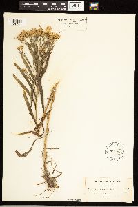 Solidago ptarmicoides image