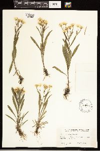 Solidago ptarmicoides image