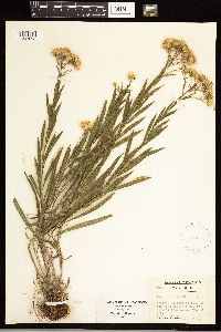 Solidago ptarmicoides image
