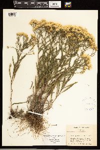 Solidago ptarmicoides image