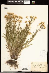 Solidago ptarmicoides image