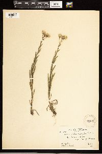 Solidago ptarmicoides image