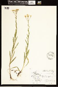 Solidago ptarmicoides image