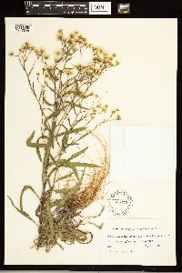 Solidago ptarmicoides image