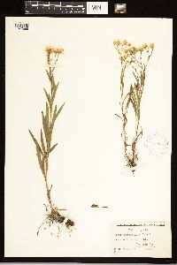 Solidago ptarmicoides image