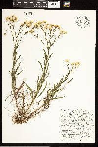 Solidago ptarmicoides image