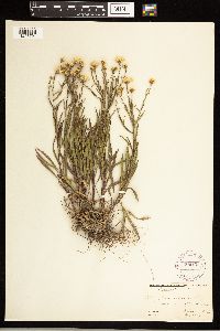 Solidago ptarmicoides image