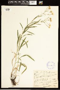 Solidago ptarmicoides image