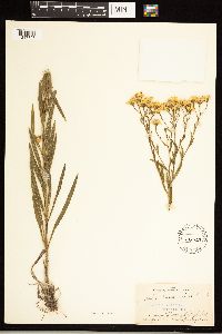 Solidago ptarmicoides image