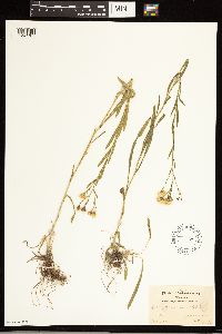 Solidago ptarmicoides image