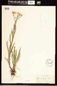 Solidago ptarmicoides image