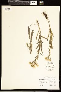 Solidago ptarmicoides image