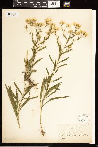 Solidago ptarmicoides image