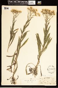 Solidago ptarmicoides image