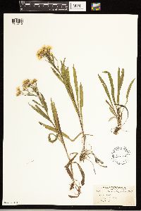 Solidago ptarmicoides image