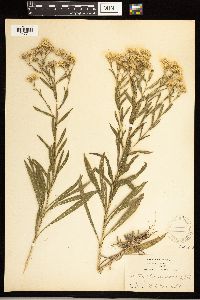 Solidago ptarmicoides image