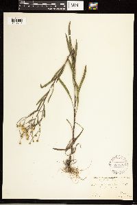 Solidago ptarmicoides image