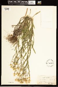 Solidago ptarmicoides image