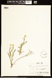 Solidago ptarmicoides image