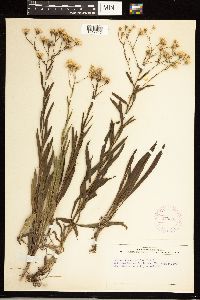 Solidago ptarmicoides image
