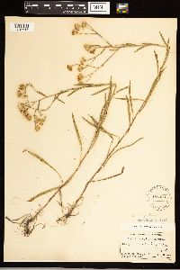 Solidago ptarmicoides image