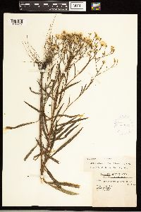 Solidago ptarmicoides image