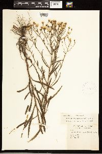 Solidago ptarmicoides image