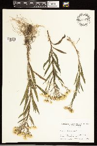 Solidago ptarmicoides image