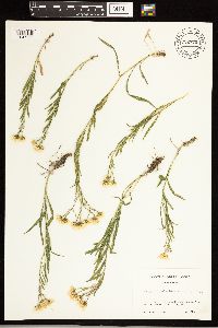 Solidago ptarmicoides image