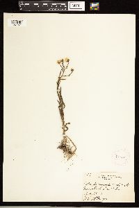 Solidago ptarmicoides image