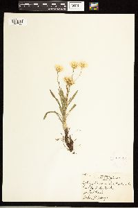 Solidago ptarmicoides image