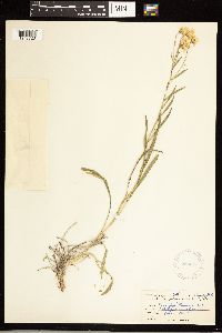 Solidago ptarmicoides image
