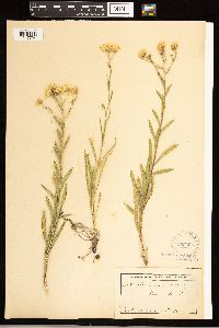 Solidago ptarmicoides image