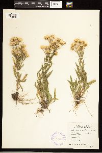 Solidago ptarmicoides image