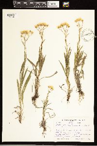Solidago ptarmicoides image