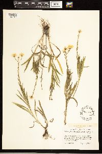 Solidago ptarmicoides image