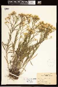 Solidago ptarmicoides image