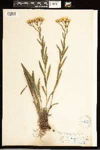 Solidago ptarmicoides image
