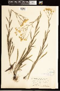 Solidago ptarmicoides image