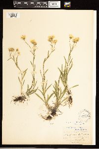 Solidago ptarmicoides image