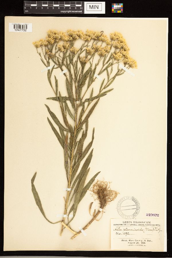 Solidago ptarmicoides image