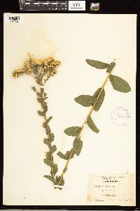 Solidago rigida image