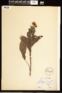 Solidago rigida image