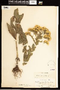Solidago rigida image