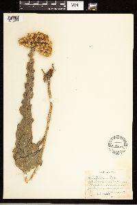 Solidago rigida image