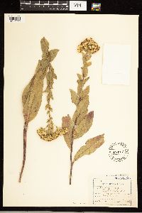 Solidago rigida image
