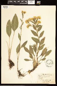 Solidago rigida image