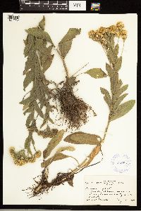 Solidago rigida image
